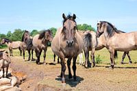 In een groep ben je nooit alleen konikpaarden