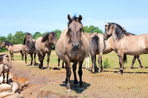 In a group you are never alone konik horses