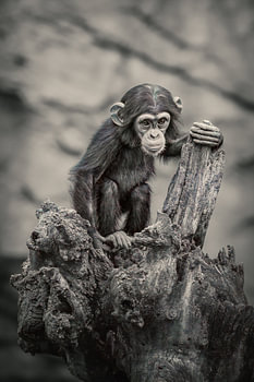 Curious Chimpanzee in Black and White