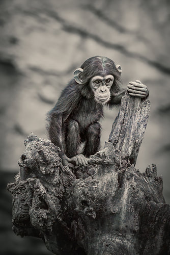 Curious Chimpanzee in Black and White