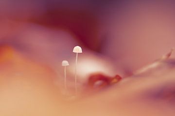 De kleine schatten van de herfst... van Andrea Hofstra