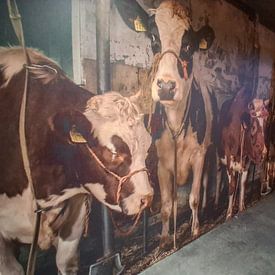 Kundenfoto: Kühe im alten Kuhstall von Inge Jansen, auf Fototapete