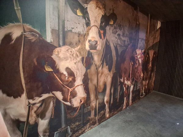 Dutch cows in an old barn