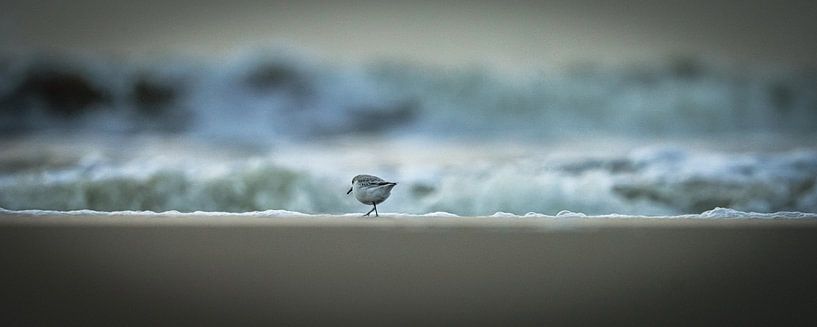 Sanderling on the beach by Dirk van Egmond