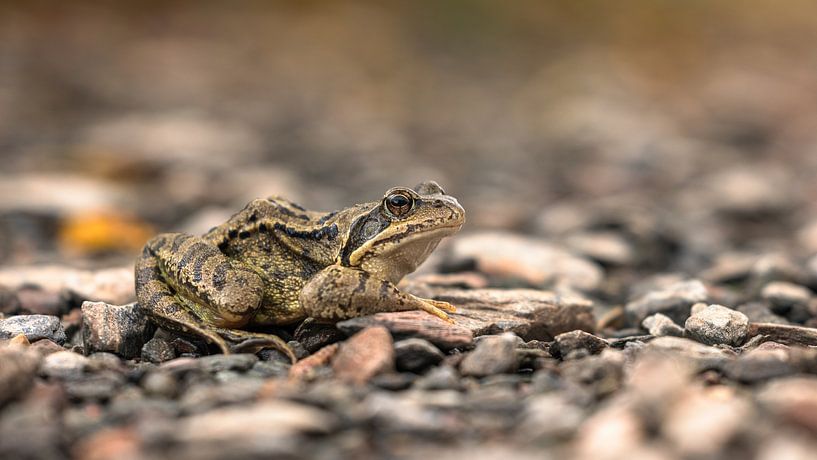 Silent Watch: Intimate Frog Portrait in Nature by Hevonax Photography