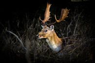 fallow deer in the bushes by Marcel Alsemgeest thumbnail