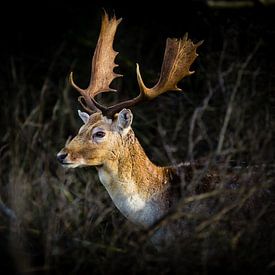 fallow deer in the bushes by Marcel Alsemgeest