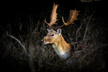 fallow deer in the bushes by Marcel Alsemgeest