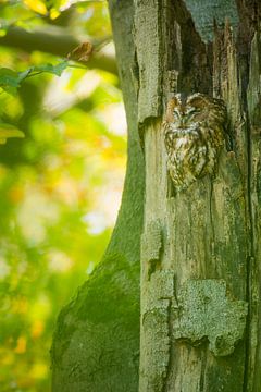 Sleeping beauty by Stijn Smits