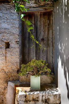Pflanze vor der alten Tür