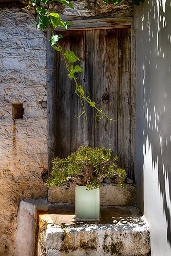 Plant voor de oude deur