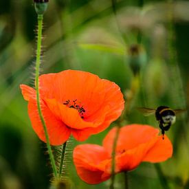 Le coquelicot et l'abeille sur Yvon van der Wijk