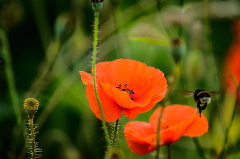 Le coquelicot et l'abeille par Yvon van der Wijk