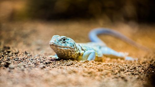 Gekko pose