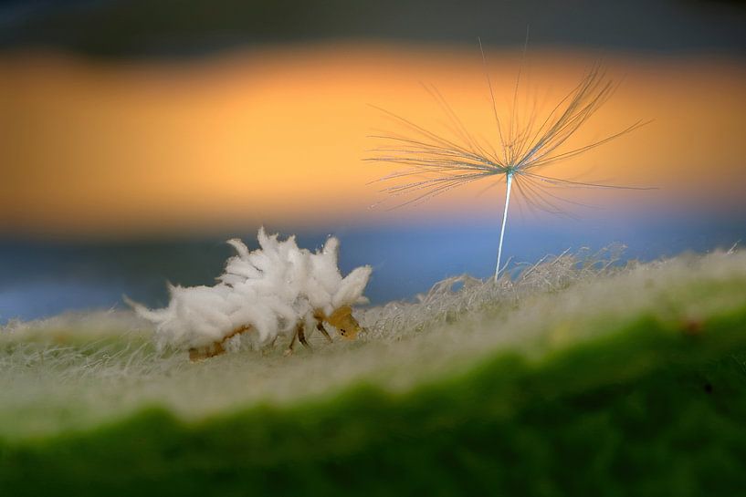 Tiny Nature Landscape by appie bonis