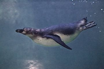 fat but slender penguin purposefully swims in blue water (in the water column), below the golden str by Michael Semenov