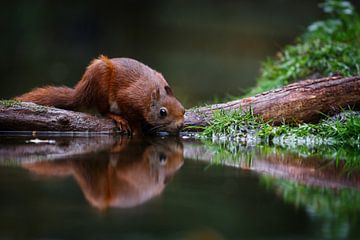 Drinkin' Squirrel by Pieterpb