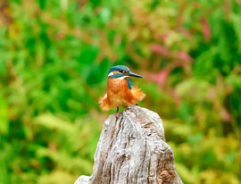 Ijsvogel Monroe van Ilse zoomt in.