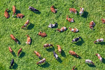 Nederland, Westbroek, Koeien in weiland. Luchtfoto. van Frans Lemmens