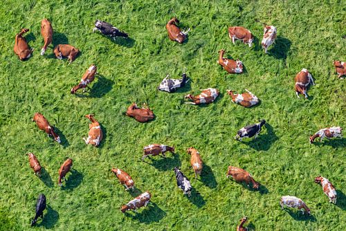 The Netherlands, Westbroek, Cows in a field. Aerial photograph.