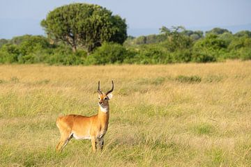 Oegandese grasantilope (Kobus thomasi) van Alexander Ludwig