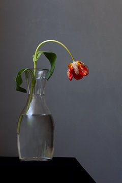 Tulipa flamenco van Atelier Meta Scheltes