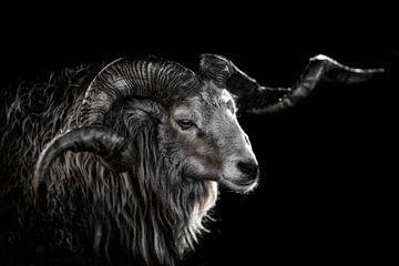 Buck with horns and black background by Steven Dijkshoorn