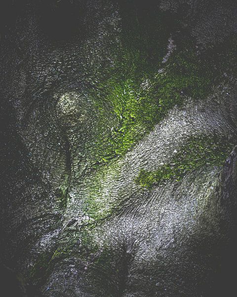 Tree bark by Nicky Kapel