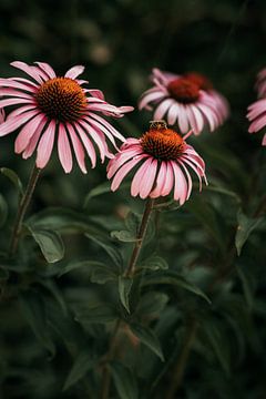 Echinacea zonnehoed bloemen met een bijtje