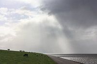 Sheep on the seawall