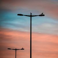 Lichtmasten met vogels bij zonsopkomst