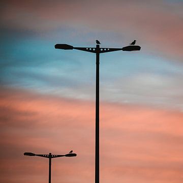 Lichttürme mit Vögeln bei Sonnenaufgang von Jeroen