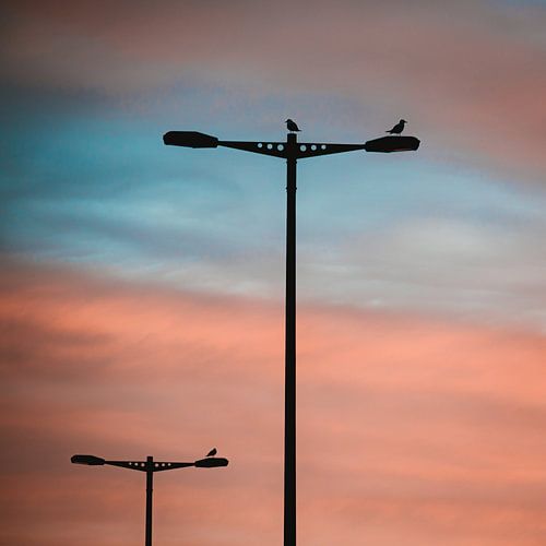 Tours d'éclairage avec oiseaux au lever du soleil sur Jeroen