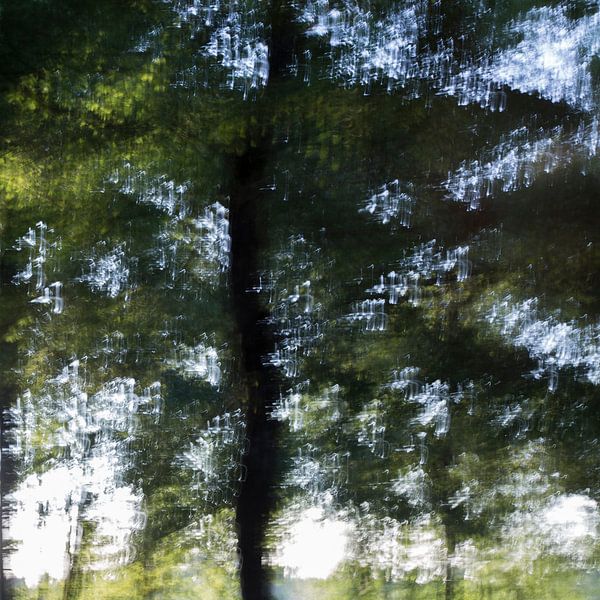 Thrilled Tree van Jose Derks