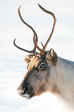 Portrait of a reindeer in the snow during winter