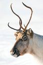 Porträt eines Rentieres im Schnee im Winter von Sjoerd van der Wal Fotografie Miniaturansicht