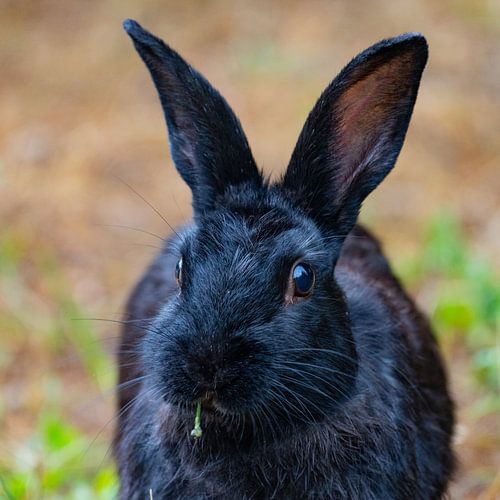 Black rabbit eats green twig