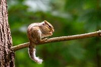 Siberian ground squirrel hatchling