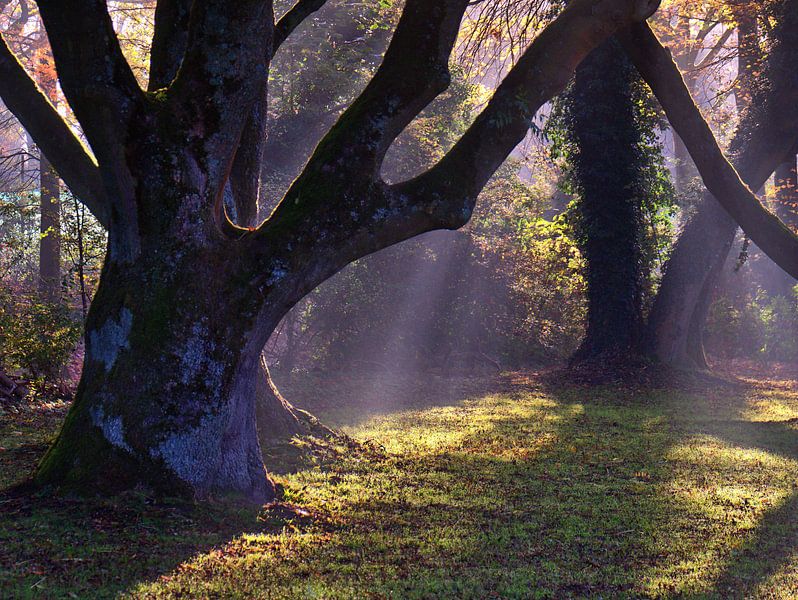 Lumière mystique 1 par Edgar Schermaul