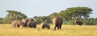 Afrikaanse olifant (Loxodonta africana) van Alexander Ludwig thumbnail