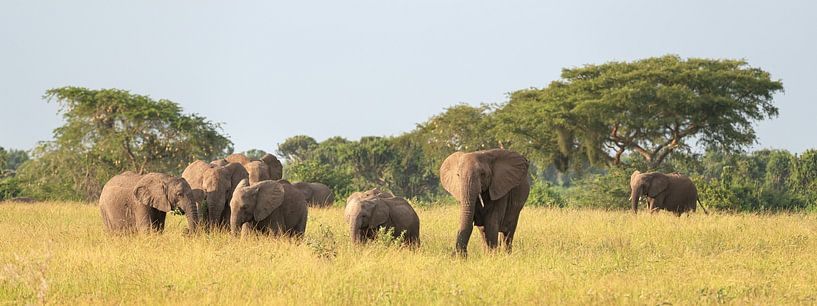 Afrikaanse olifant (Loxodonta africana) van Alexander Ludwig