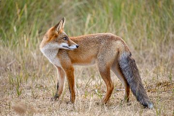 fox von Ed Klungers