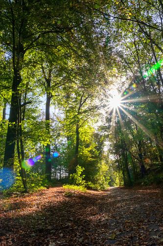 Romantische avondzon in het betoverende bos