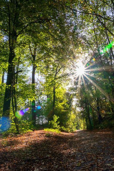 Romantische Abendsonne im Zauberwald von Your Happy Life