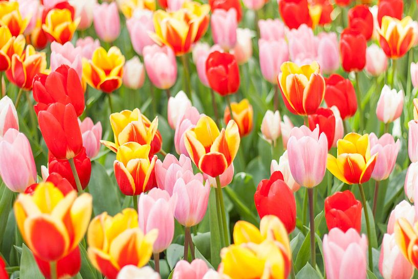 Tulpen veld by Chantal Cornet