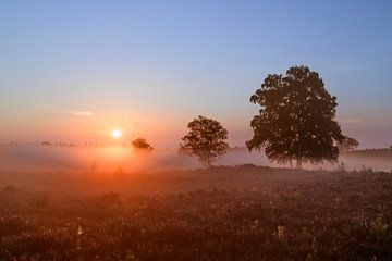 Lever de soleil sur un paysage de bruyère