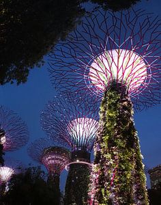 Singapur Supertrees bei Nacht