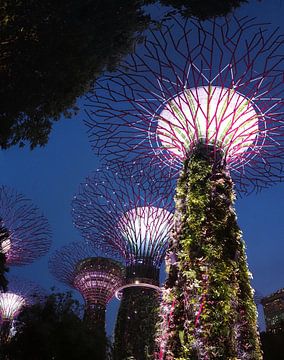 Singapur Supertrees bei Nacht