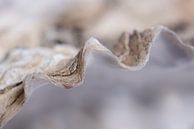 De oester (schelp) van Marjolijn van den Berg thumbnail