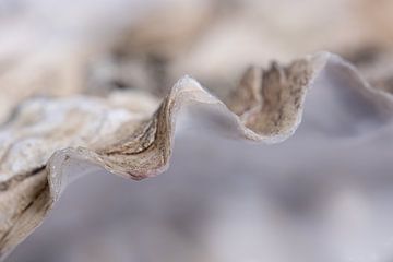 Die Auster (Muschel) von Marjolijn van den Berg